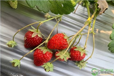 ​建一亩草莓大棚费用 草莓大棚一亩需要多少本钱？收获如何？