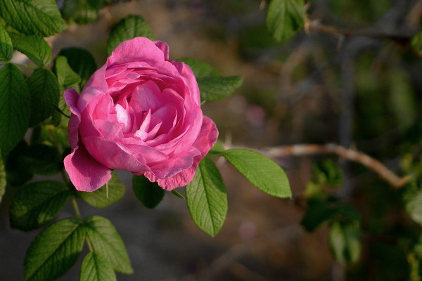 9朵玫瑰花的含义是什么（19朵玫瑰代表什么，19朵玫瑰花谐音是“永久”）"