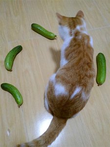 ​为什么猫怕黄瓜和香蕉（猫咪为什么会被黄瓜或者香蕉吓到？）
