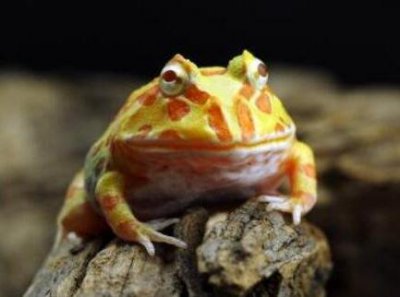 ​角蛙是什么蛙，一种新兴的宠物蛙(价值几百至两千)