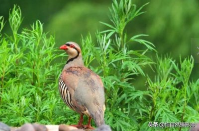 石鸡百科知识,中国62种雉科之一