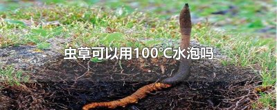 虫草可以用100℃水泡吗